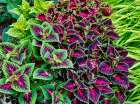 USA, Washington State, Sammamish. Coleus in planters in garden Art Print